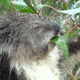Illustration for article titled Okay, Which One Of You Guy Fawkes Motherfuckers Switched Out These Cute Koala Pics For Wet Koala Pics?